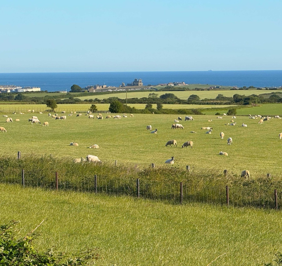 Seaview Deluxe (2 Bed)